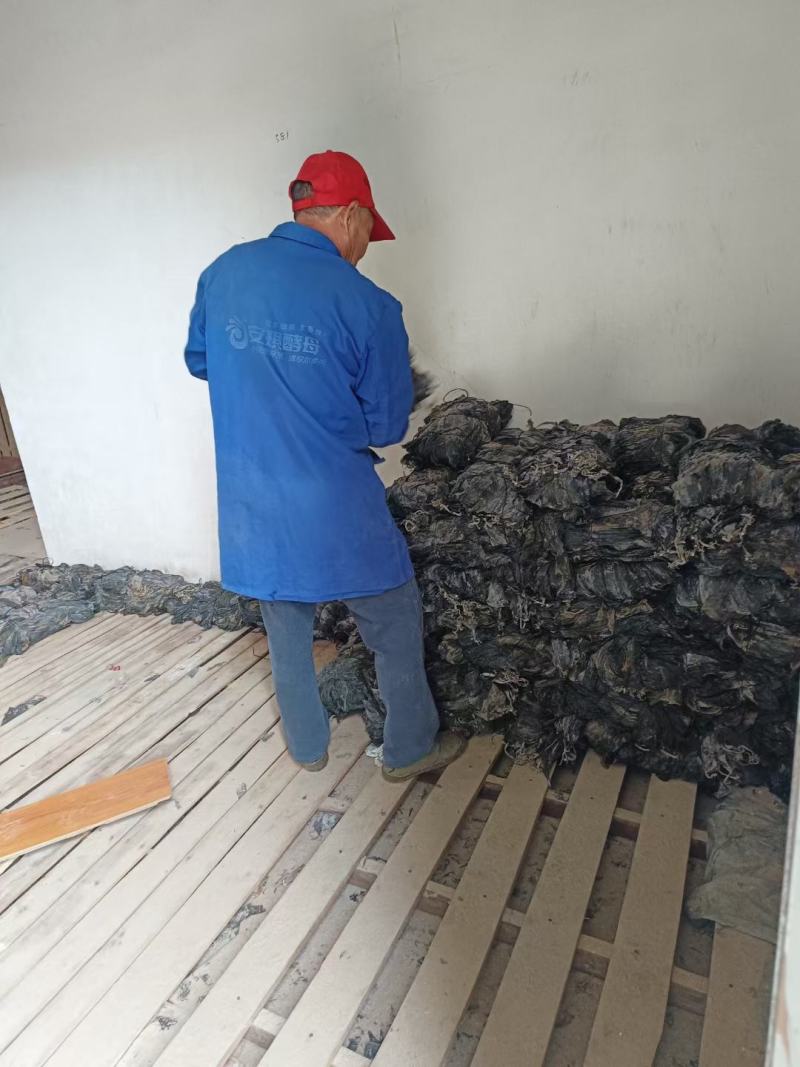福建半挂菜海带海带干海带皮海带片散菜整条海带产地直接发货