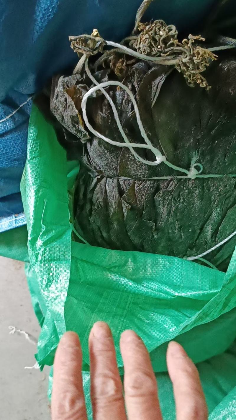 福建半挂菜海带海带干海带皮海带片散菜整条海带产地直接发货