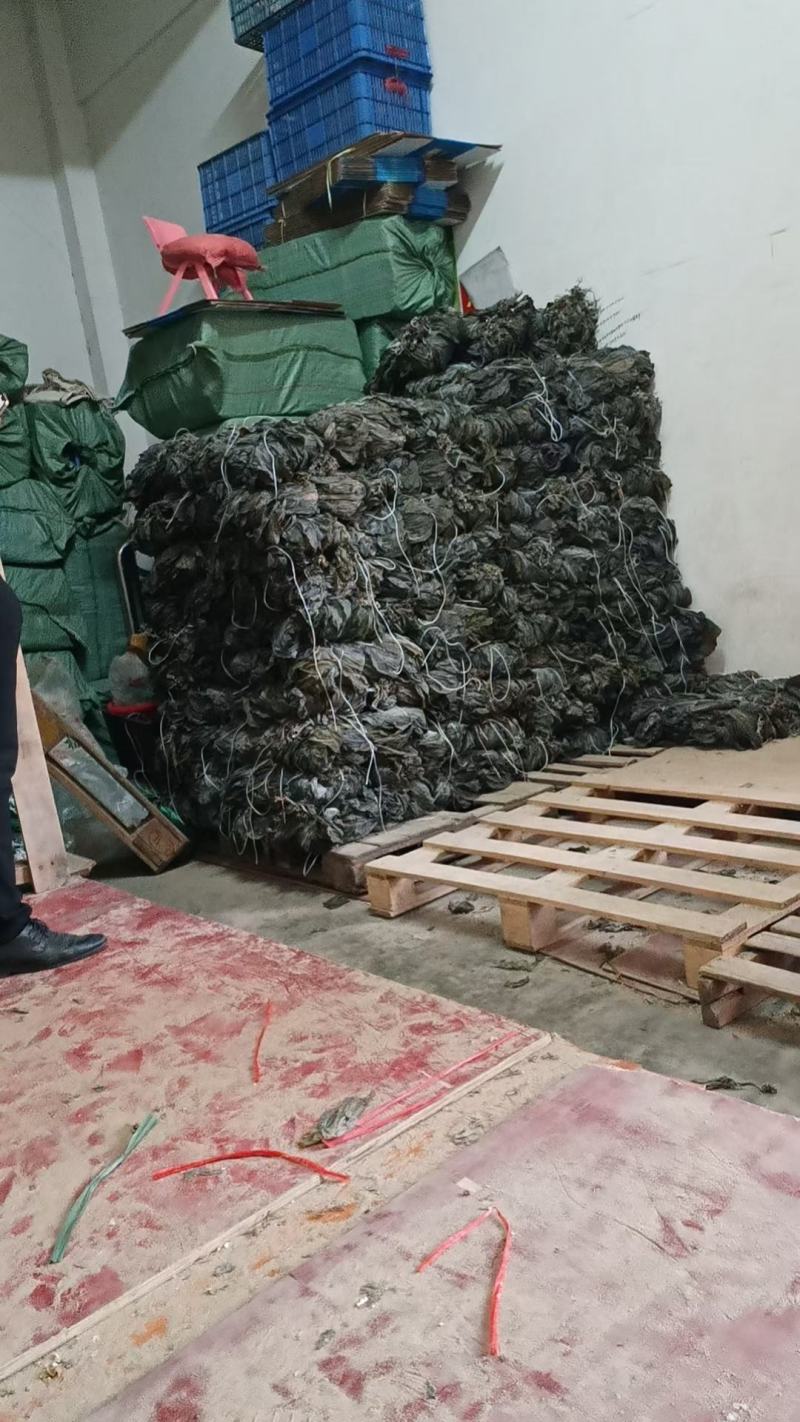 福建半挂菜海带海带干海带皮海带片散菜整条海带产地直接发货