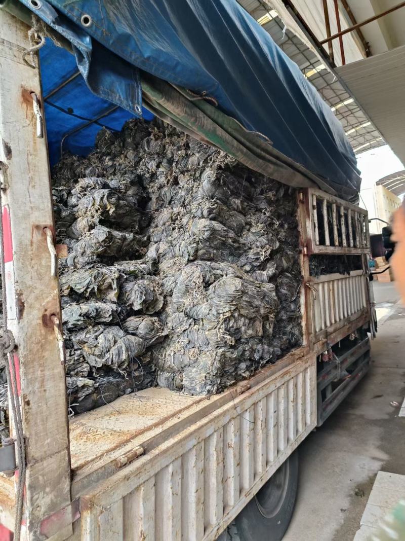 福建半挂菜海带海带干海带皮海带片散菜整条海带产地直接发货