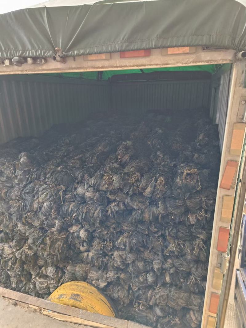 福建半挂菜海带海带干海带皮海带片散菜整条海带产地直接发货