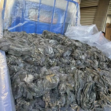 福建半挂菜海带海带干海带皮海带片散菜整条海带产地直接发货