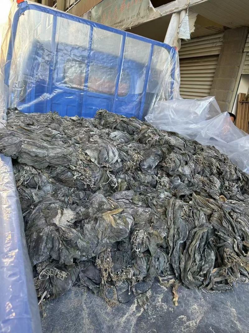 福建半挂菜海带海带干海带皮海带片散菜整条海带产地直接发货