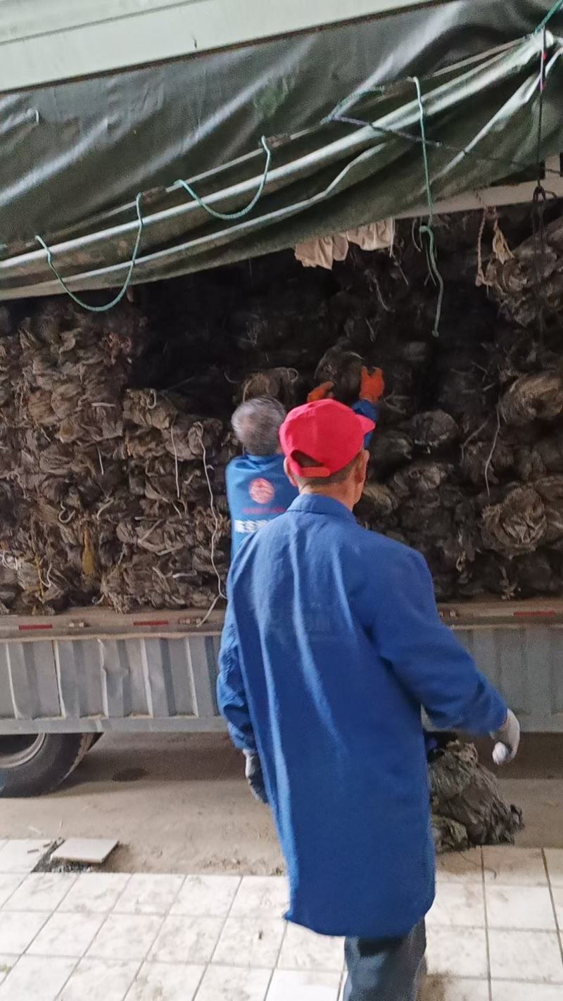 福建半挂菜海带海带干海带皮海带片散菜整条海带产地直接发货