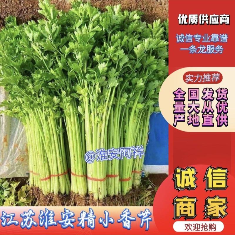 江苏精品芹菜小香芹一手货源量大从优实力代发全国商