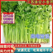 A江苏淮安香芹大量供应精选品质产地量大价优全国发货