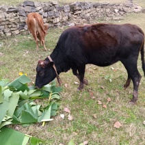 肉牛（土牛）