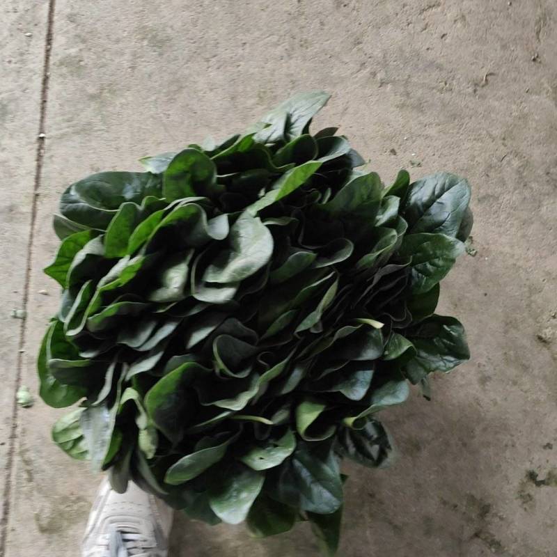 优质彭州菠菜大叶黑绿