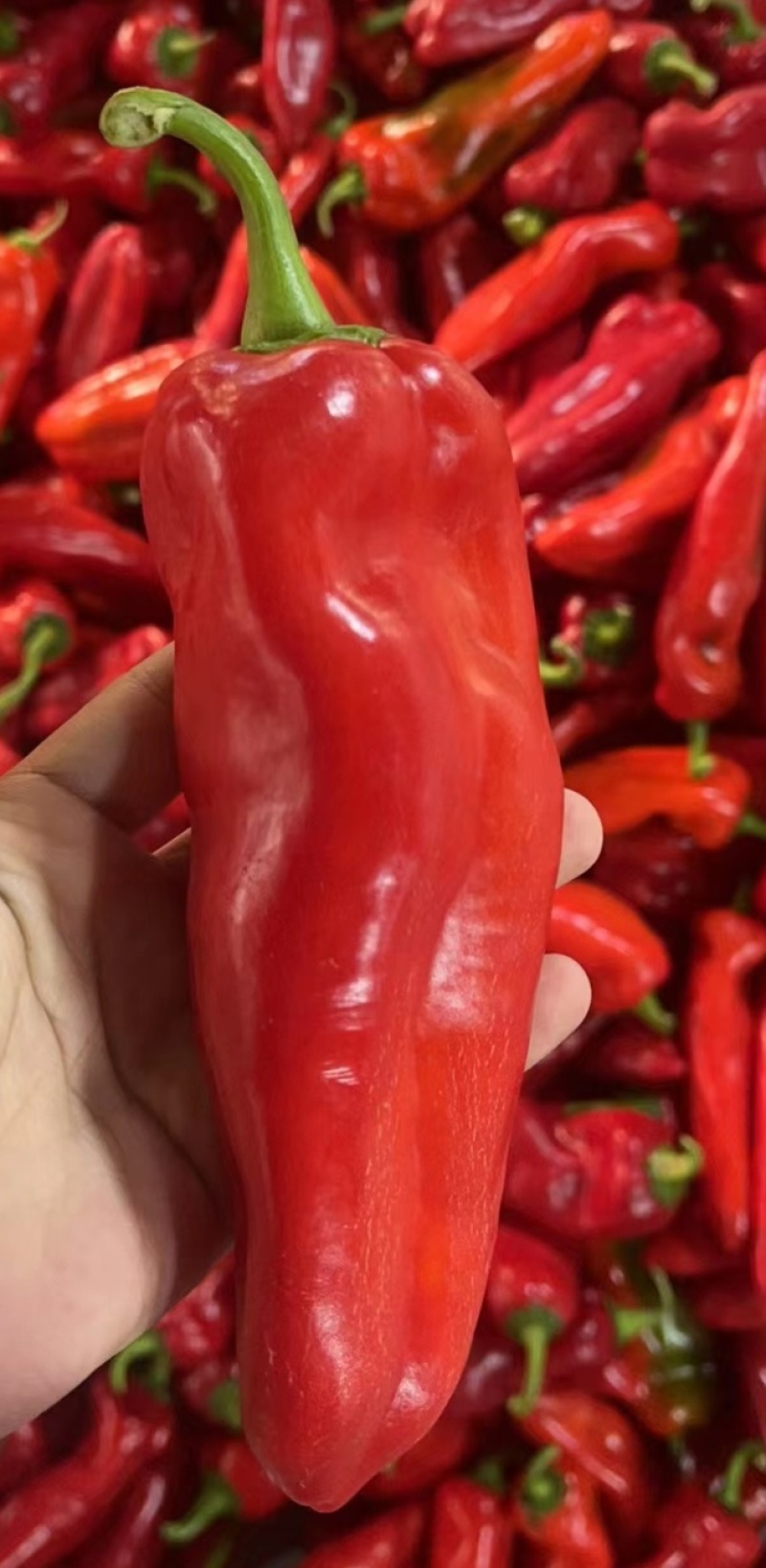 A江苏本地鲜辣椒精品红椒批发货源充足，现摘现发，欢迎洽谈