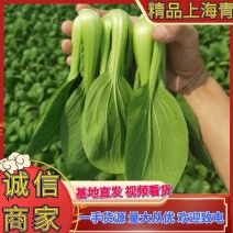 江苏精品上海青小青菜小油菜货源充足实力代发全国电商