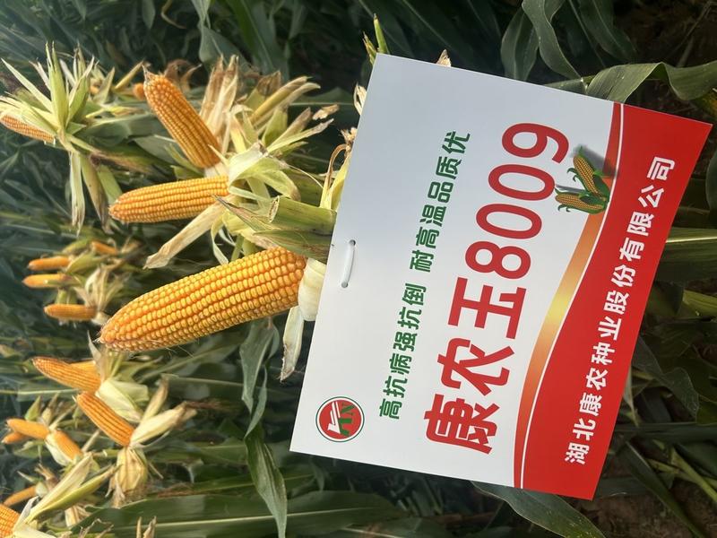 康农玉8009高产红轴抗病防虫抗倒伏玉正品包邮新货玉米种