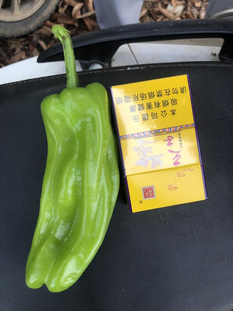 芜湖椒广东辣椒，精品辣椒大量货源上市，价格优惠