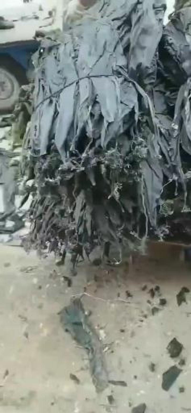 干海带无沙海带海带干海带皮海带片海带头海带丝基地直接发货