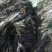 干海带无沙海带海带干海带皮海带片海带头海带丝基地直接发货