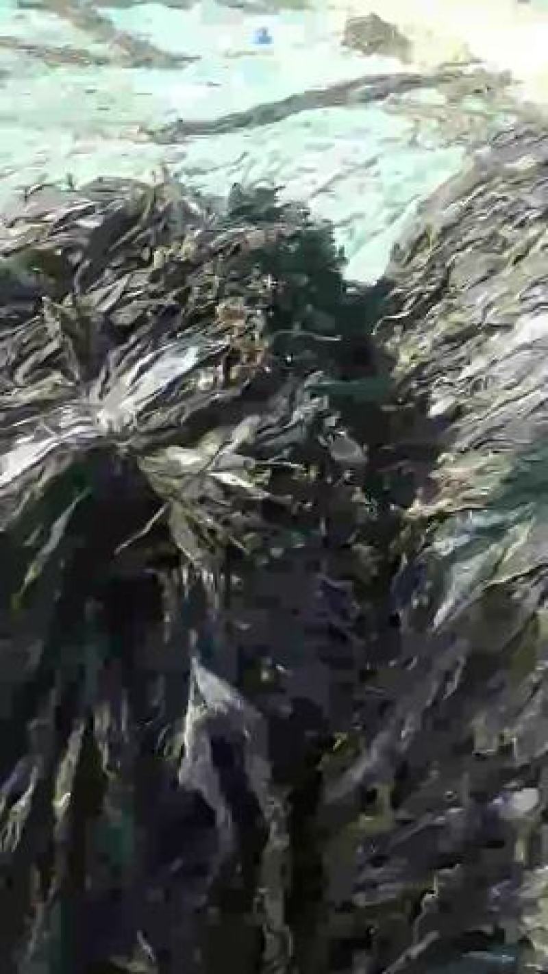 干海带无沙海带海带干海带皮海带片海带头海带丝基地直接发货