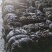 干海带无沙海带海带干海带皮海带片海带头海带丝基地直接发货