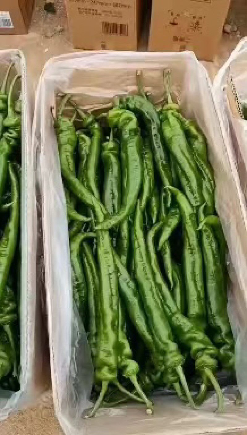 甘肃精品螺丝椒大量上市色泽鲜艳个头均匀价格便宜
