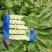 二青窝笋