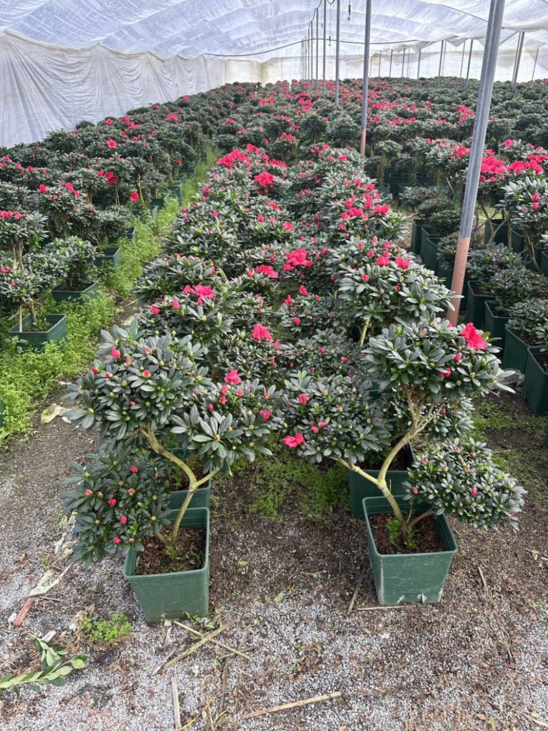 造型杜鹃