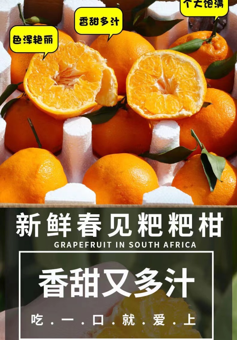 【电商专用】四川眉山耙耙柑-皮薄多汁-价格优惠-直发
