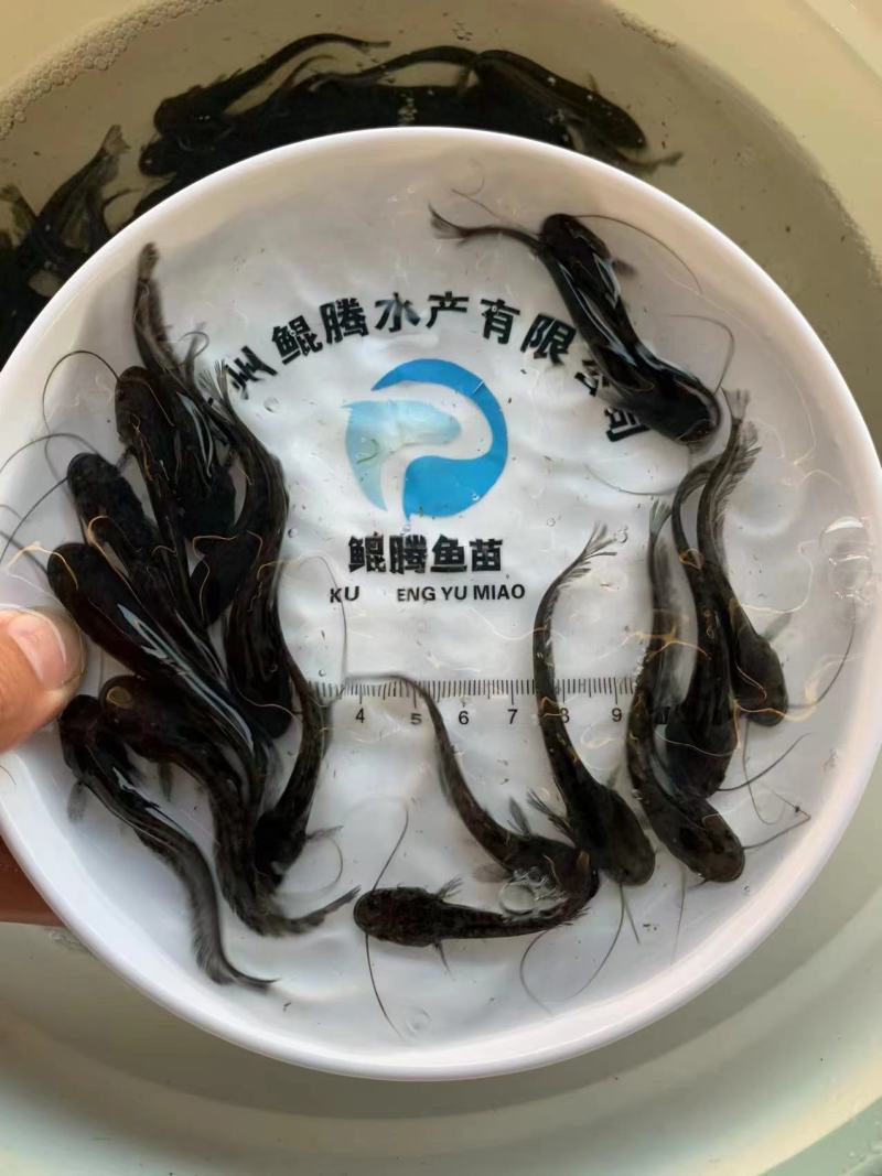 南方大口鲶鱼苗人工养殖产地直发全国可售