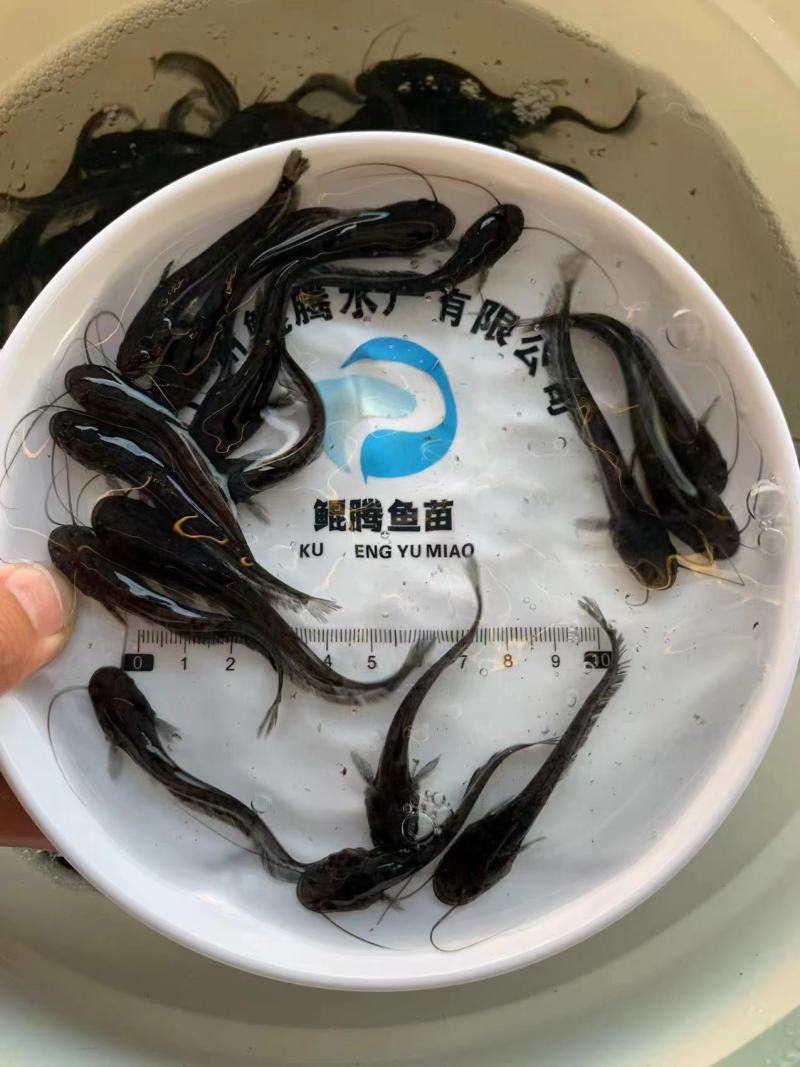 南方大口鲶鱼苗人工养殖产地直发全国可售
