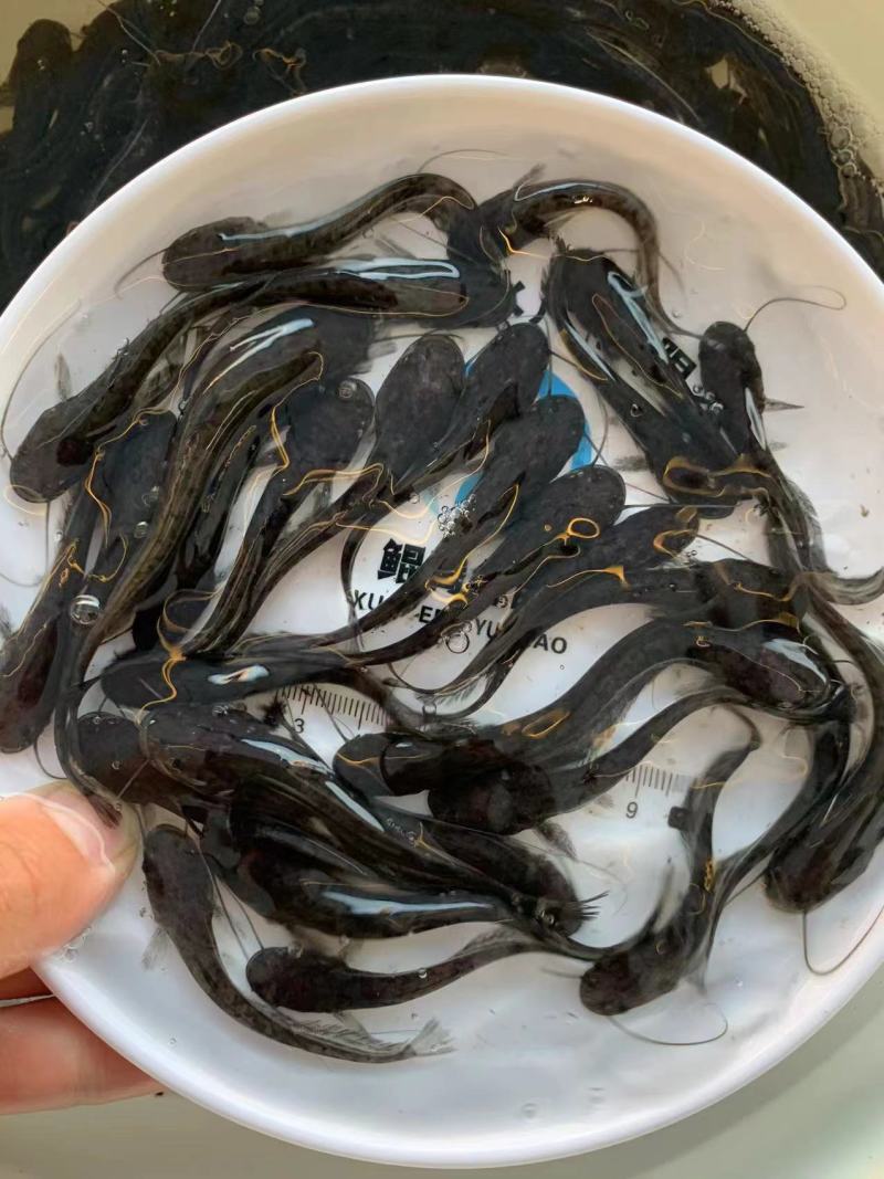 南方大口鲶鱼苗人工养殖产地直发全国可售