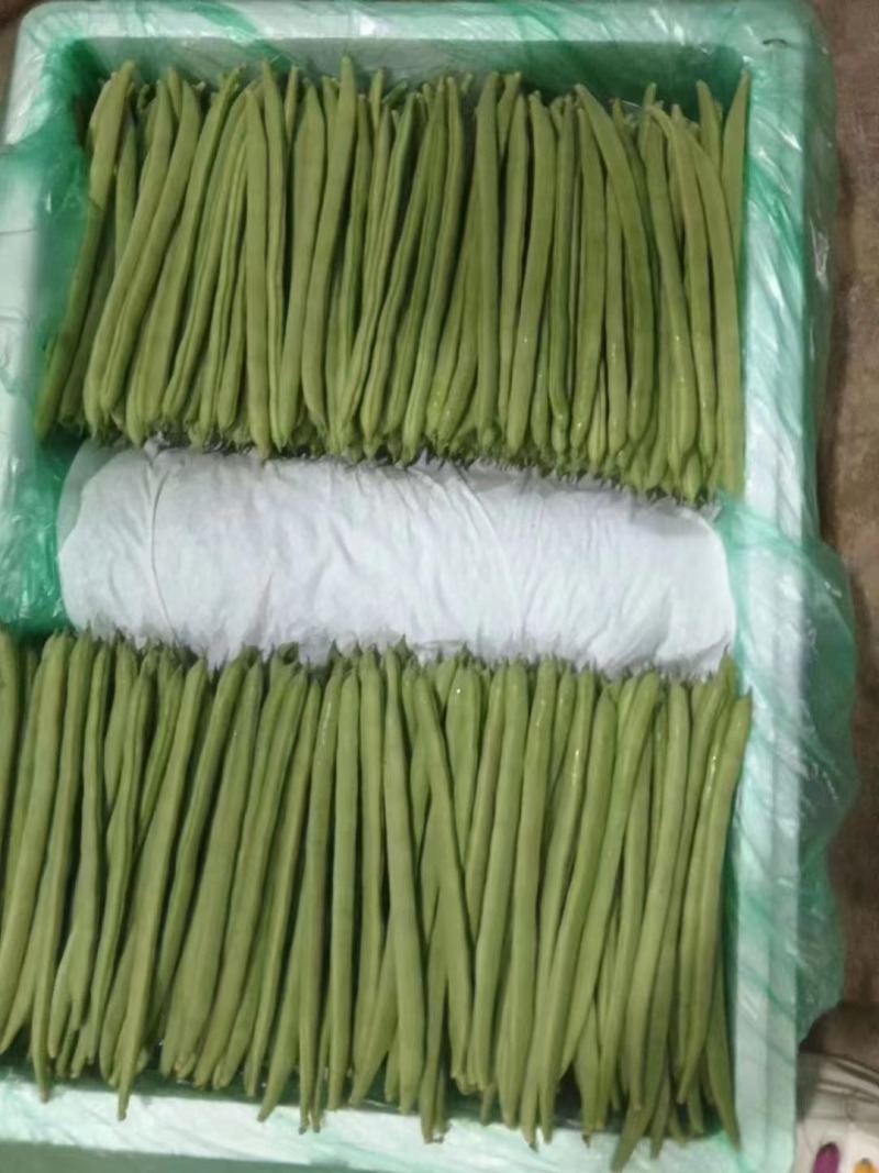 金舵手四季豆种子加长型小金豆种子耐寒及抗病能力强芸豆种子