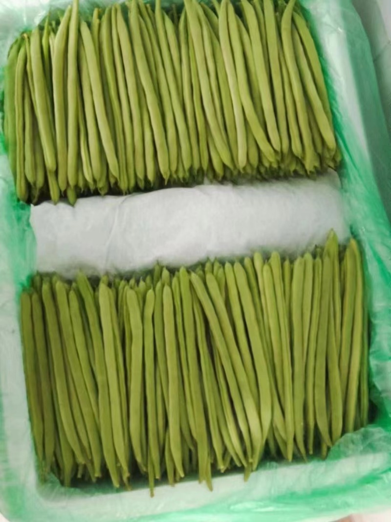 金舵手四季豆种子加长型小金豆种子耐寒及抗病能力强芸豆种子