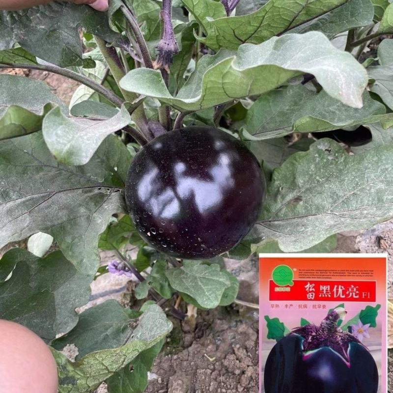 松田黑优亮圆茄种子紫黑圆茄种籽二苠茄春秋播农家高产早熟蔬