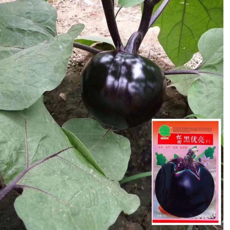 松田黑优亮圆茄种子紫黑圆茄种籽二苠茄春秋播农家高产早熟蔬