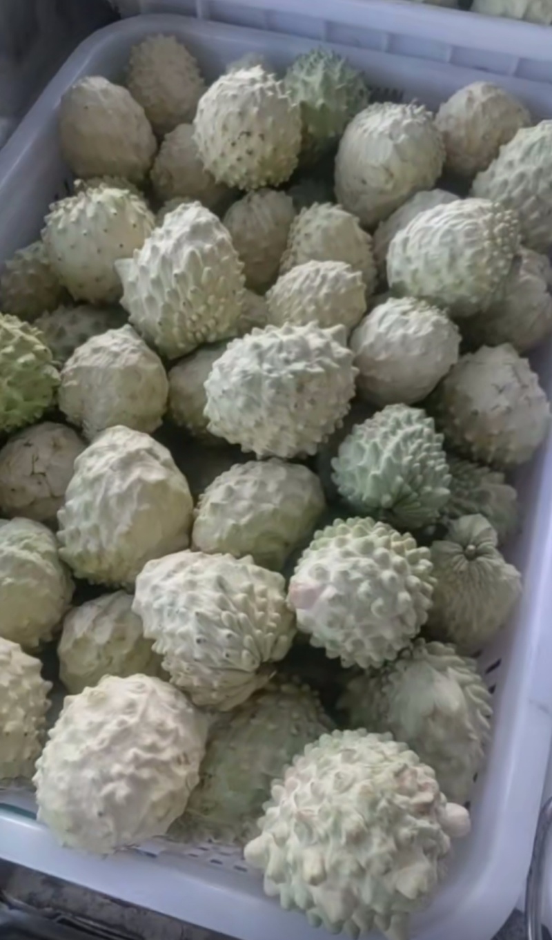 云南亚热带河谷季风水果释迦果