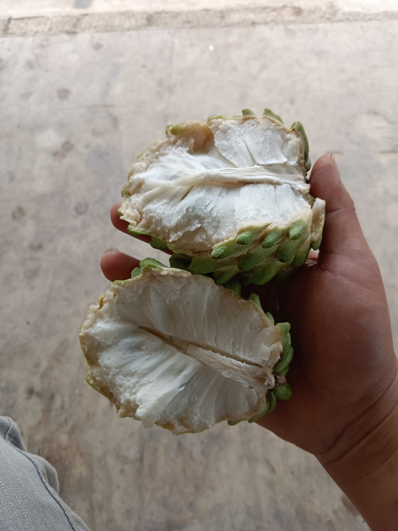 云南亚热带河谷季风水果释迦果