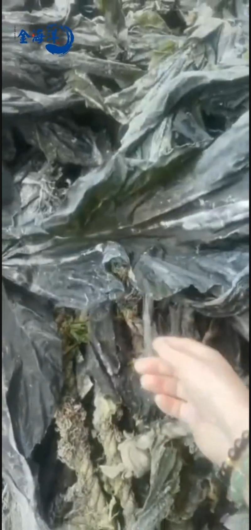 干海带挂菜全干无黄叶无杂质海带干海带片海带头基地直接发货