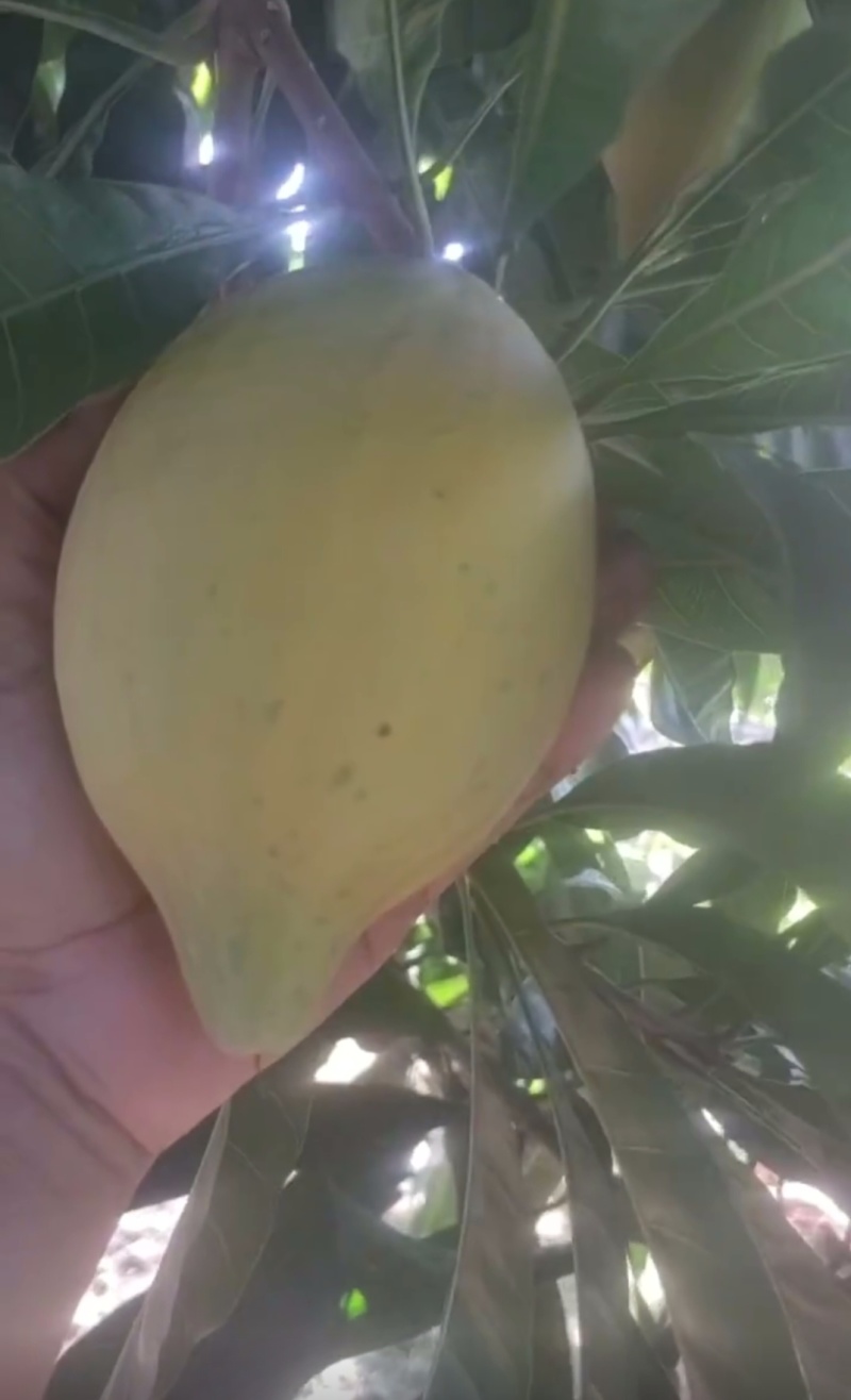 云南热带河谷季风水果蛋黄果（鸡蛋果）