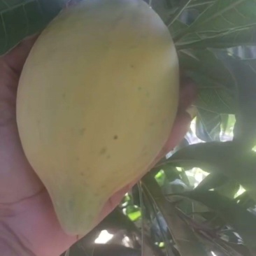 云南热带河谷季风水果蛋黄果（鸡蛋果）