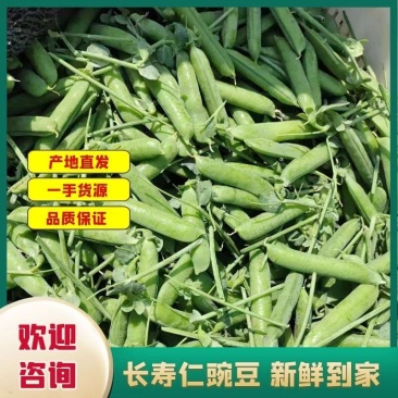 精品长寿仁豌豆，大量上市，有意者电话联系，量大从优，