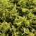2024年精品脱水花菜干低糖无添加青杆花菜干
