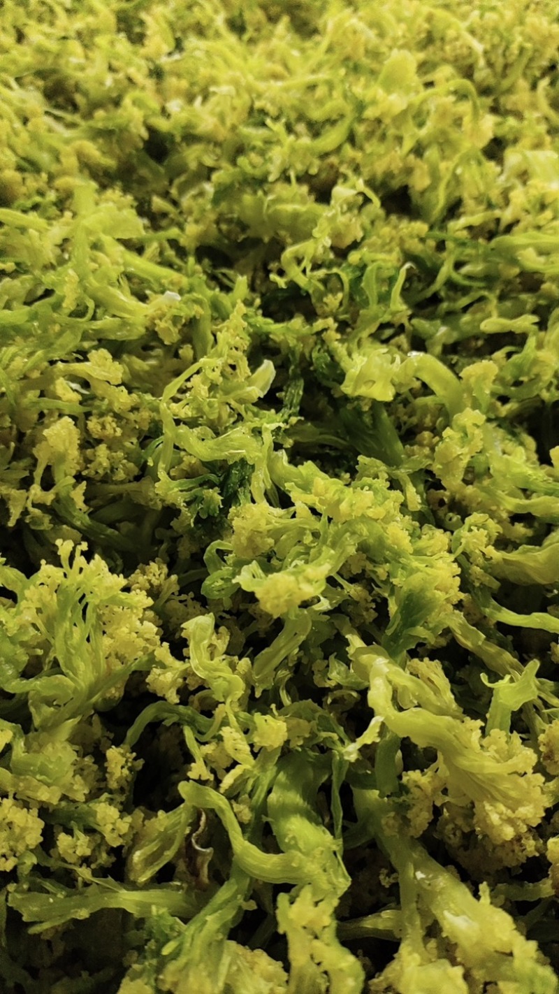 2024年精品脱水花菜干低糖无添加青杆花菜干