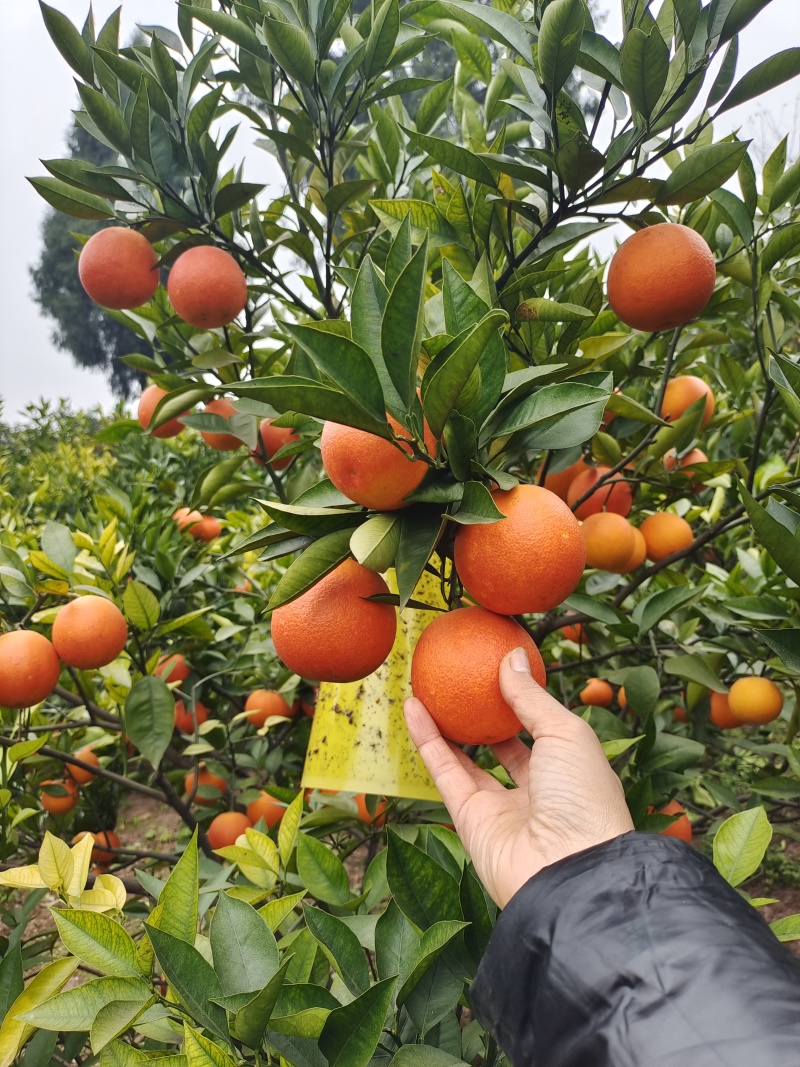血橙四川血橙皮薄肉厚多汁爽口产地直发欢迎电联