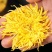金丝皇菊