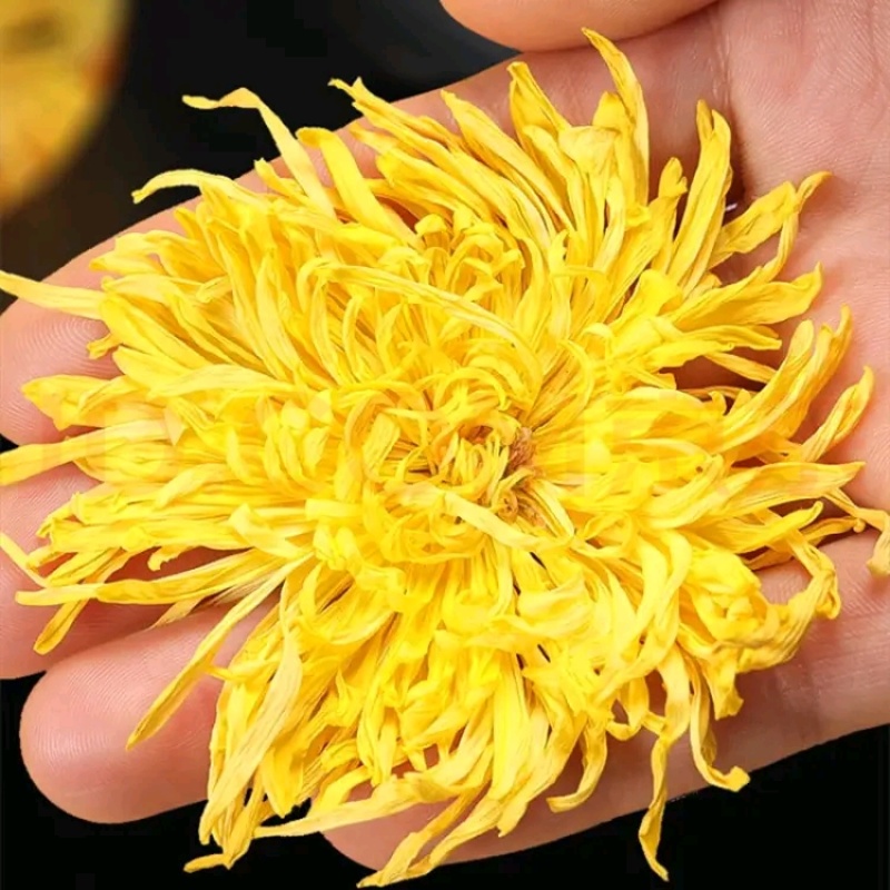 金丝皇菊