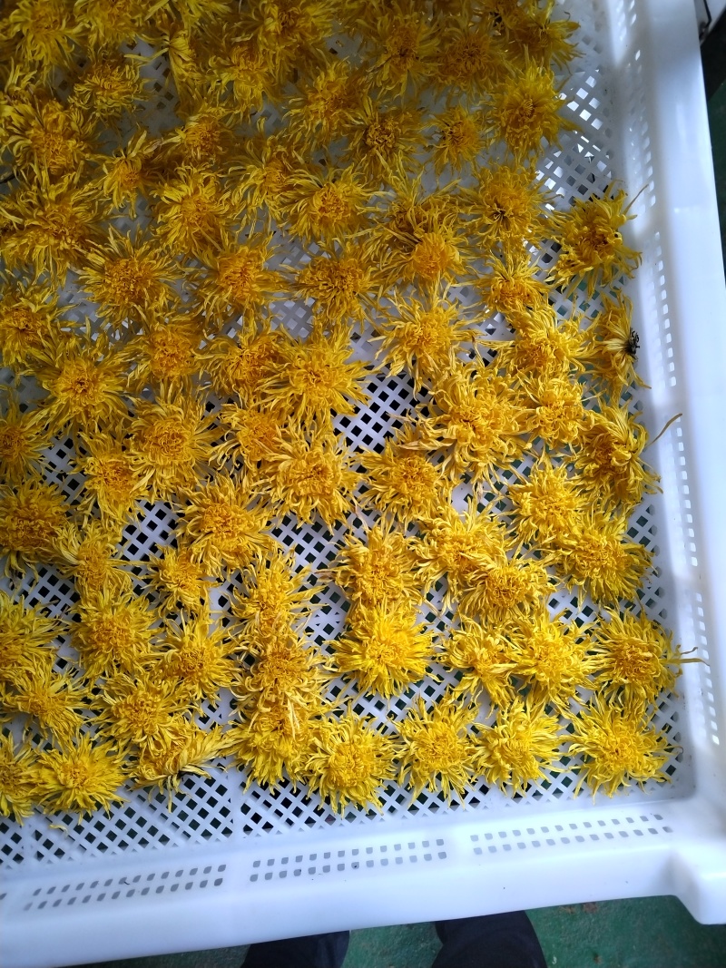 金丝皇菊