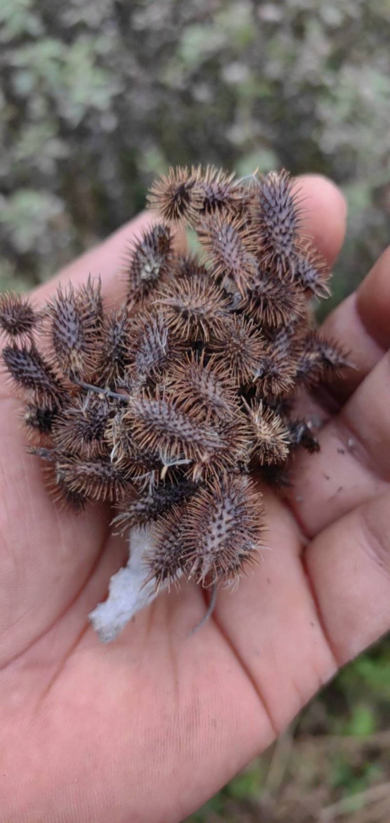 苍耳子