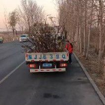 新品种桃树苗，