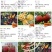 新品种桃树苗，