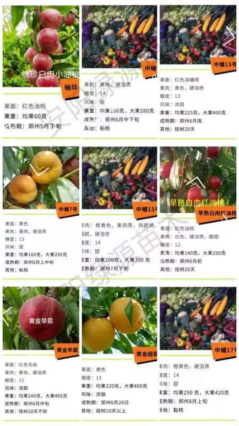 新品种桃树苗，