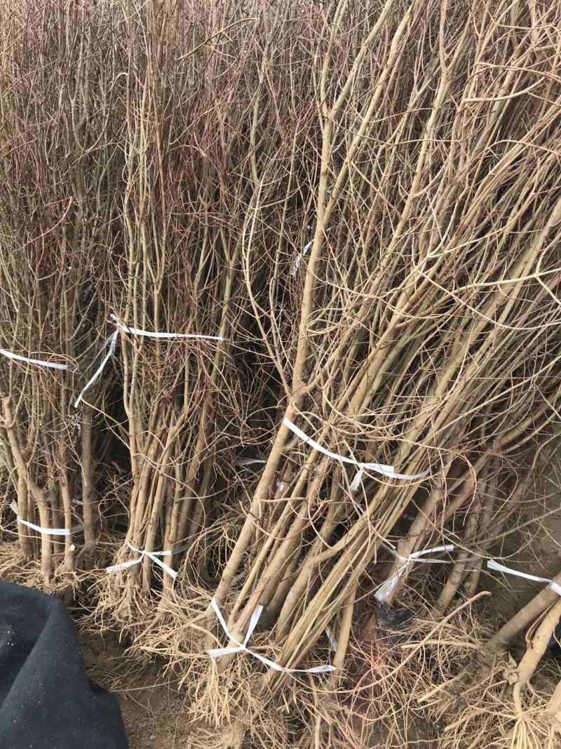 突尼斯软籽石榴苗软籽石榴苗规格红皮红籽甜石榴苗