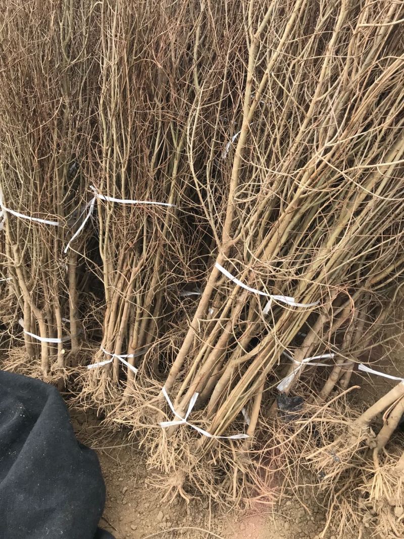 突尼斯软籽石榴苗软籽石榴苗规格红皮红籽甜石榴苗