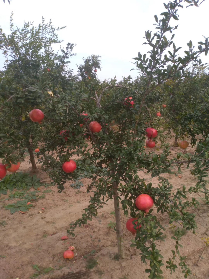 突尼斯软籽石榴苗软籽石榴苗规格红皮红籽甜石榴苗